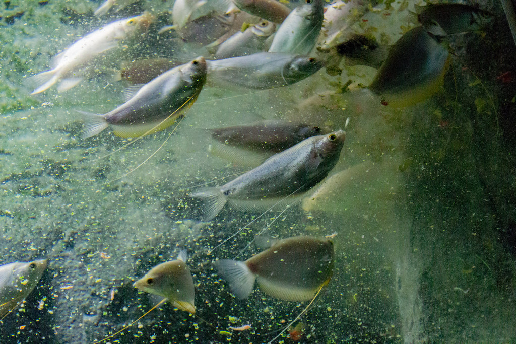 How Life Began: The Worst Snag in Leading Theory